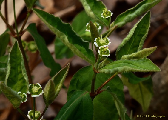{Euphorbia mercurialina}